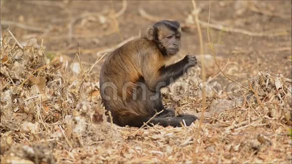 卡布钦猴子在森林里吃水果视频的预览图