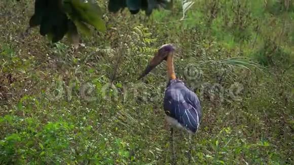 自然界中较小的伴生鸟鳞爪哇视频的预览图