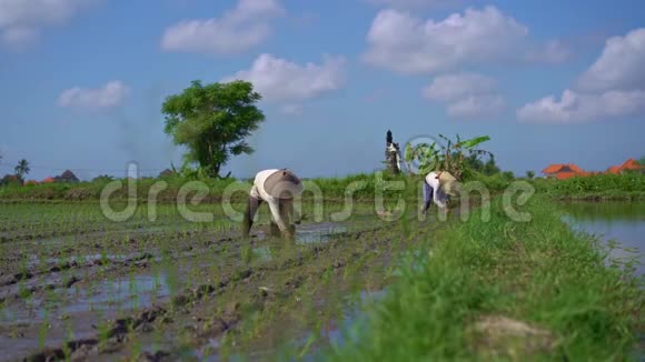 慢镜头两个未定义的妇女种植水稻幼苗在一个大田野周围的棕榈树大米视频的预览图