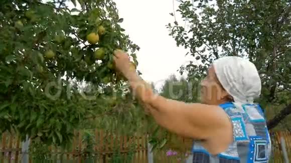 老年妇女在花园里采梨视频的预览图