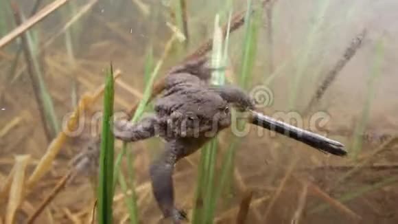 水下拍摄一只雄性蟾蜍盯着镜头视频的预览图