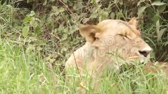 狮子躺在草地上视频的预览图