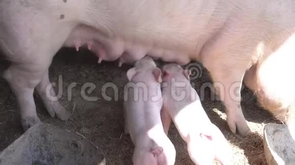 小猪给妈妈哺乳视频的预览图