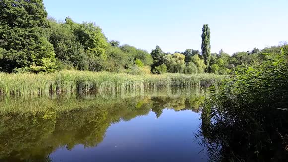 沼泽上的绿萍夏日的乡村风景视频的预览图