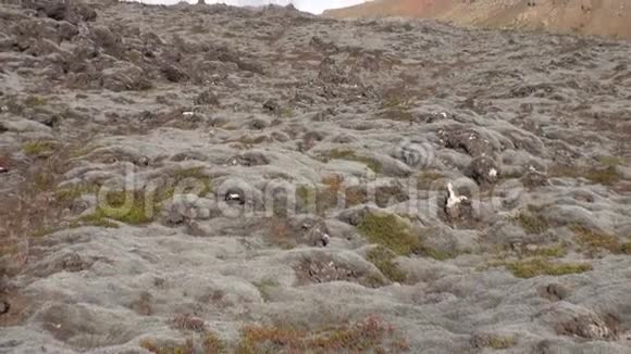 格陵兰北冰洋海岸的植物视频的预览图