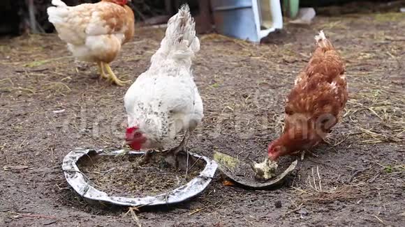 白色和杂色的母鸡从食槽中啄食谷物视频的预览图