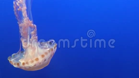 巨大的有毒触须水母漂浮在4k的水族馆里视频的预览图