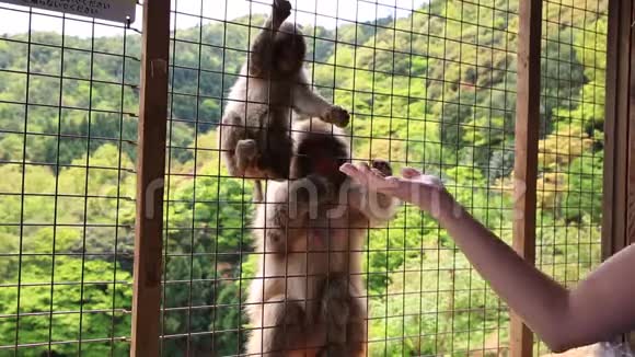 女游客猴子视频的预览图