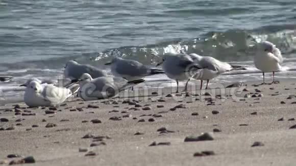 黑海岸边的海鸥海鸥站在海滩上视频的预览图