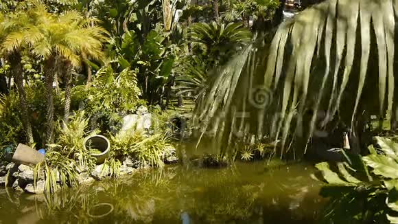 摩纳哥有热带植物的公园视频的预览图