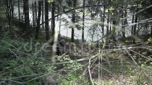 下坡赛车手在森林里推自行车视频的预览图