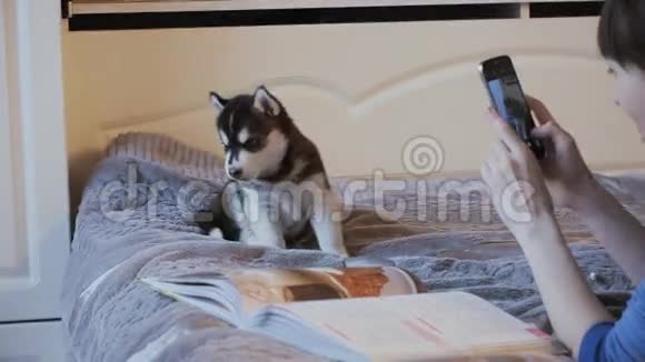 床上美女拍照手机小狗西伯利亚哈士奇视频的预览图