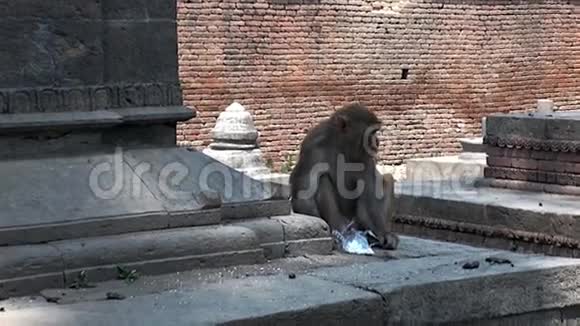 可爱的猴子在加德满都街道上的建筑台阶上吃东西视频的预览图