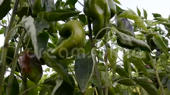花园里的辣椒蔬菜视频的预览图