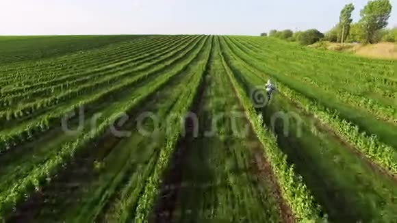 空中观景人在4K的绿色田野上奔跑后面的摄像头视频的预览图