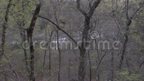美国阿拉巴马州诺卡卢拉瀑布公园老树根视频的预览图