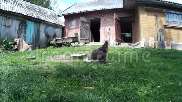 房子院子里的鸡乌克兰波迪利亚赫梅尔尼茨基视频的预览图