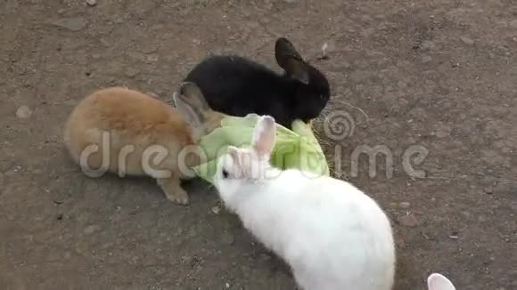 兔子吃玉米视频的预览图
