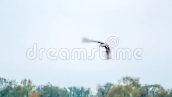 海鸥之在涅瓦河上空飞翔视频的预览图