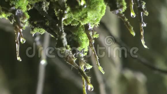 大自然苔藓植物上的雨水视频的预览图