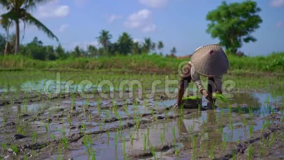 慢镜头两个未定义的妇女种植水稻幼苗在一个大田野周围的棕榈树大米视频的预览图