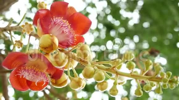 异花异树危险的巨大的强大的绿色热带树炮弹萨拉加绽放美丽的橙色视频的预览图