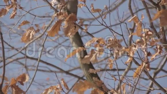 秋天的树叶在树上视频的预览图