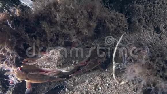 在祖鲁海杜马盖特的沙滩上发现血斑的游蟹视频的预览图