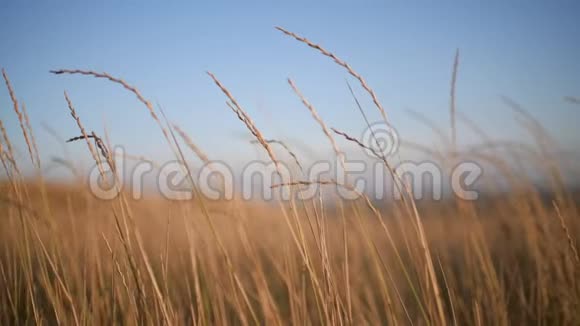 小草在夕阳下慢慢地荡漾视频的预览图