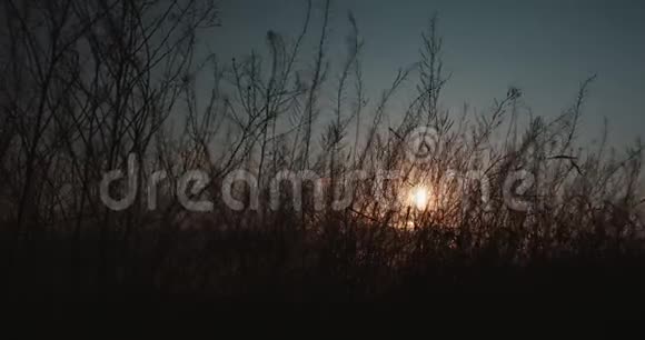 小草在夕阳下慢慢地荡漾视频的预览图