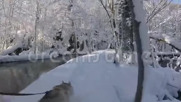 哈士奇狗走在冬天的森林桥上穿过河流和大冰瀑布视频的预览图