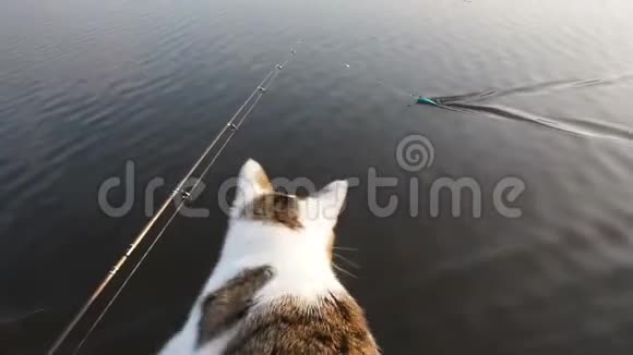 猫在河上的充气船上钓鱼充气皮艇里一只好玩的猫和它一起休息视频的预览图