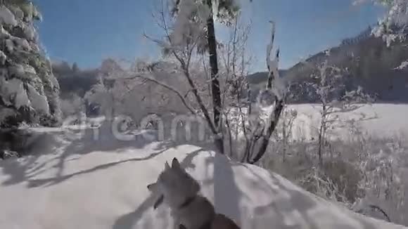 快乐的哈士奇狗在美丽的森林和田野的白雪皑皑的冬季风景中奔跑视频的预览图