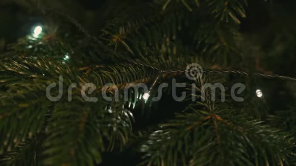 灯在芬芳的圣诞树上闪烁视频的预览图