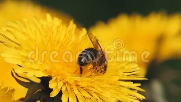 蜜蜂在黄色的蒲公英上收集花粉视频的预览图