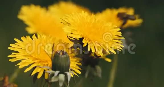 蜜蜂在黄色的蒲公英上收集花粉视频的预览图