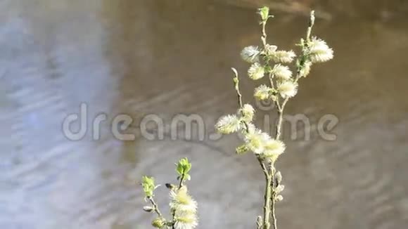 湖畔大自然中的柳树视频的预览图