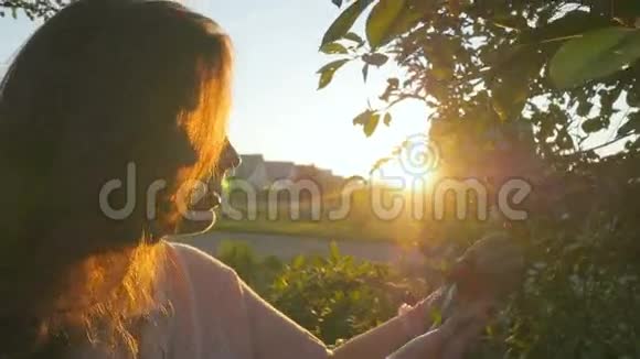 在乡村日出时在田野里闻花的年轻女人视频的预览图