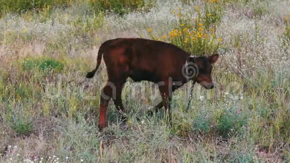 小红犊在草地上吃草系在链子上视频的预览图