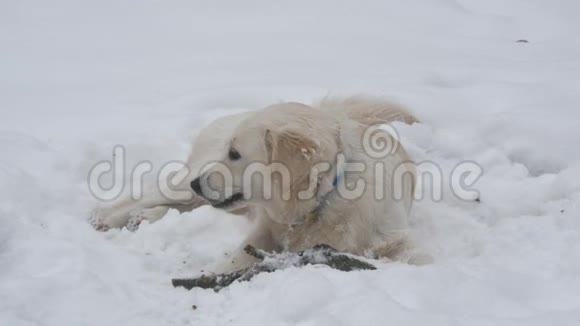 狗躺在雪地里享受时间视频的预览图