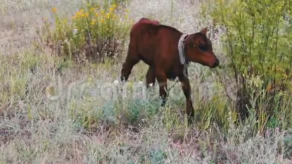 小红犊在草地上吃草系在链子上视频的预览图