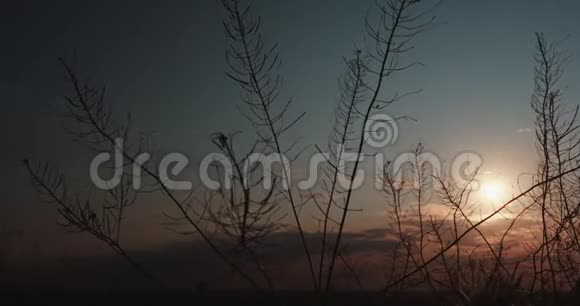 小草在夕阳下慢慢地荡漾视频的预览图