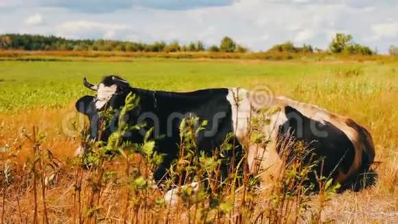 黑白两色的牛躺在地上嚼草视频的预览图