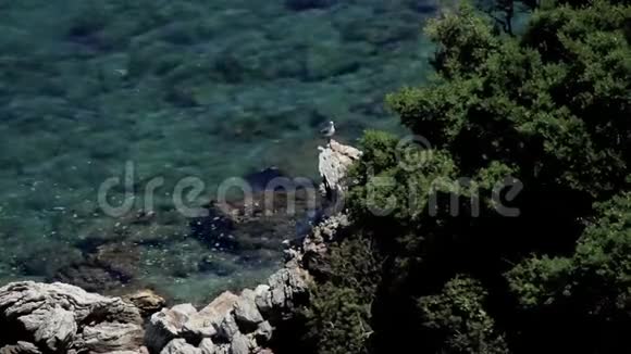 海鸥在岩石上马尔马里斯穆格拉视频的预览图