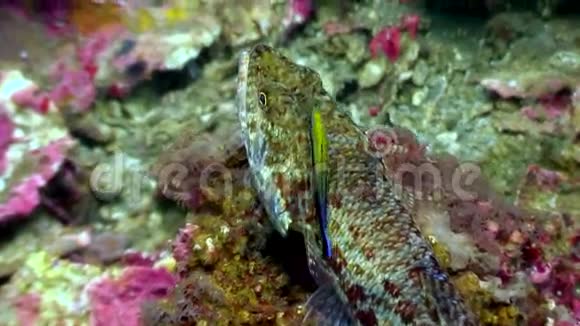 清洁的鱼靠近水下的海底自然菲律宾视频的预览图