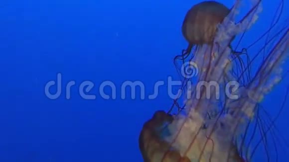 近距离观看大型有毒水母在水族馆缓慢水下游泳视频的预览图