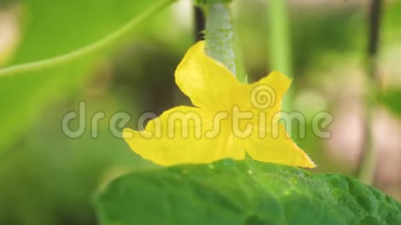 黄瓜黄色的花开在灌木上开花黄瓜生长在开阔的地面上黄瓜种植园视频的预览图