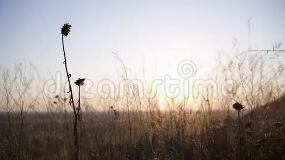 小草在夕阳下慢慢地荡漾视频的预览图