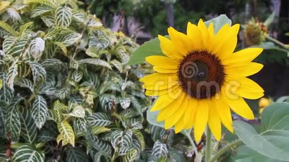秘鲁花园里的向日葵视频的预览图