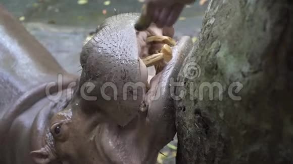 动物园里的河马动物园里的动物概念视频的预览图
